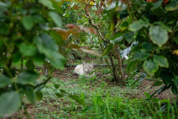 植え込みに隠れる猫