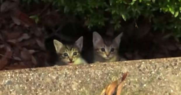 茂みからひょっこりと顔を出した『子猫』→声をかけると……まさかの出会いが27万再生「ジブリ感すごいｗ」「優しさが声に表れてる」