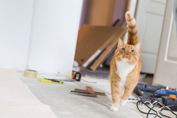 工具が散らばっている床を歩く猫