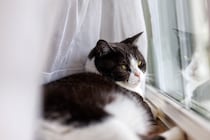 猫の『留守番』は何時間までさせていいの？年齢別の目安や気を付けたい3つのこと