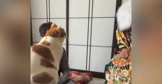 おばあちゃん家の猫→いつもと雰囲気が違う『晴れ着姿の娘さん』を見た結果…可愛すぎる反応が92万再生「綺麗すぎてw」「見違えたにゃ」