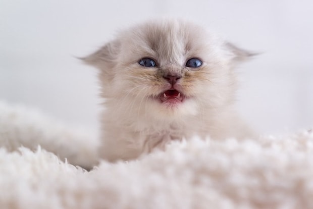 歯を見せる子猫