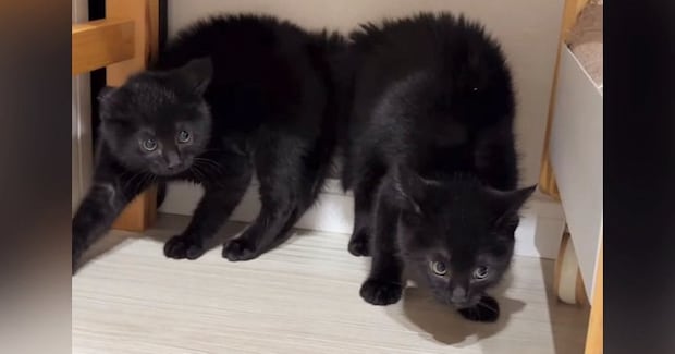 大きな物音が連続で続いた結果、子猫たちが…まさかの『やんのかポーズの連鎖』が36万再生「笑いが止まらん」「みんな驚いたんだねw」