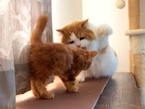 赤ちゃん猫が先住猫に近づいた結果→戸惑っている様子で…『愛おしいやり取り』が18万再生「言い聞かせてる」「叩かないの優しい」と称賛