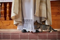 ローマ教皇に謁見し、自伝本まで発行　みんなから愛された「教会猫」　英国