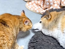 同居犬に甘えたいネコ→鳴き声でアピールして…たまらなく可愛い『愛が止まらない光景』に反響「ずっと見ていられる」「どうなるのか楽しみ」