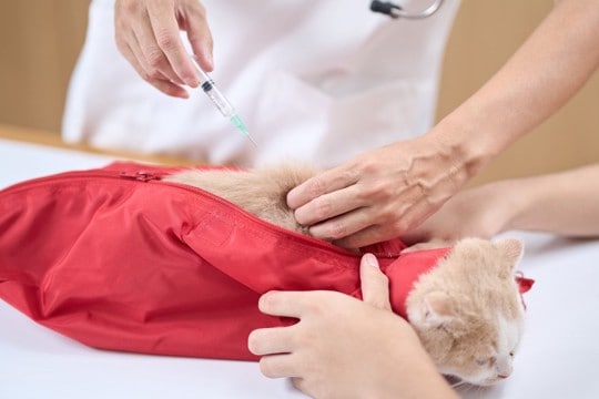 猫用の『洗濯ネット』が必需品な理由5選 あると便利な場面や使い方をご紹介