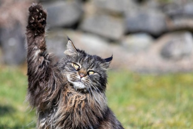 思い切り片手をあげている猫
