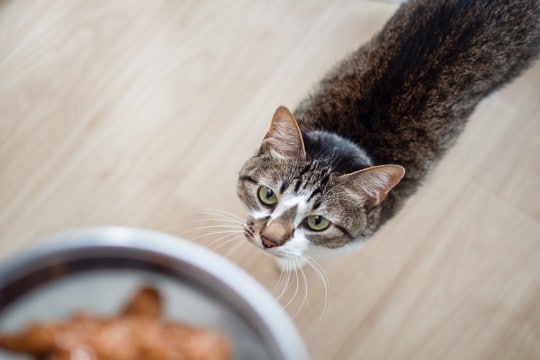 猫が理想としている『食事場所』の条件4つ 整えるべき理由から避けたいNG環境まで