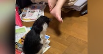 お父さんの足元で『狙いを定める子猫』→次の瞬間……まさかの光景が71万再生「可愛すぎて何回も見てしまう」「ものすごいフェイントｗ」