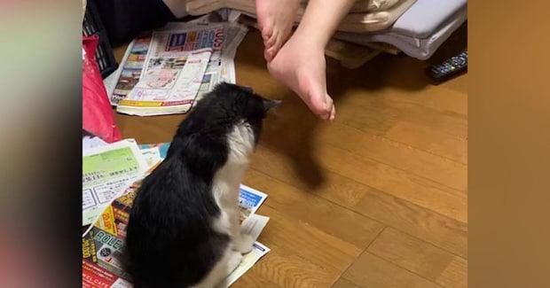 お父さんの足元で『狙いを定める子猫』→次の瞬間……まさかの光景が71万再生「可愛すぎて何回も見てしまう」「ものすごいフェイントw」