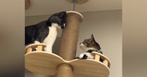キャットタワーで追いつめられた猫→次の瞬間…「逃げ方がプロすぎるｗｗ」まさかの光景が20万再生「もう許してあげてｗ」「想像の斜め上ｗ」