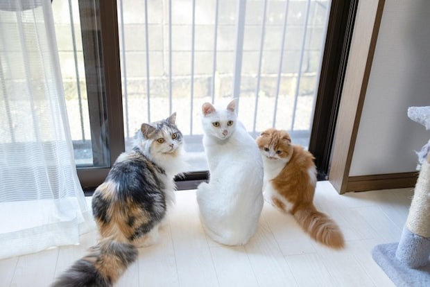 ニャルソック猫