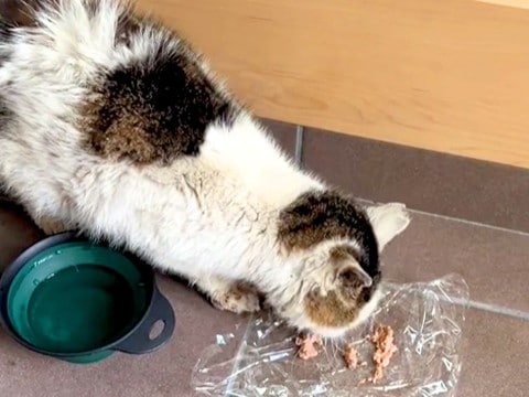 犬の散歩中、ボロボロの野良猫を発見→保護して『2年』が経過すると…涙が止まらない『軌跡』に「見捨てないでくれてありがとう」「泣けた」