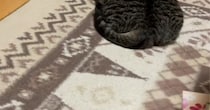 ホットカーペットの上でくつろぐ猫を見ると……猫とは思えない『衝撃のフォルム』が54万再生「もはや同化してて草」「溶けてるｗ」と爆笑の声
