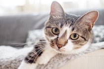 猫が飼い主に『体を預けてくる』ときの心理5つ　寄りかかる理由や愛猫が喜ぶ応え方も