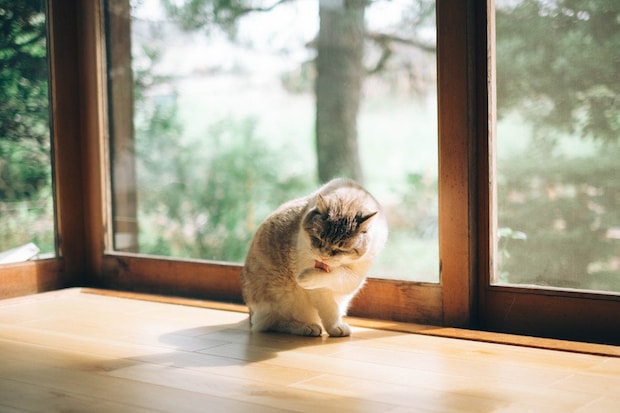 グルーミングする猫