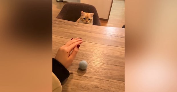 愛猫に『手品』を披露してみた結果…100点満点すぎる『まさかのリアクション』が401万再生「猫生1週目ｗ」「すべてが完璧ｗ」