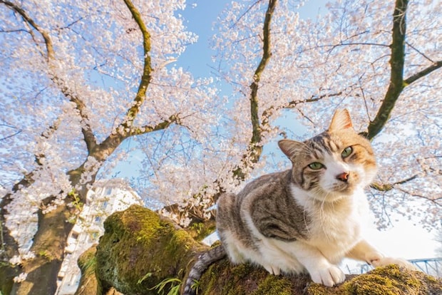 桜の木に登る猫