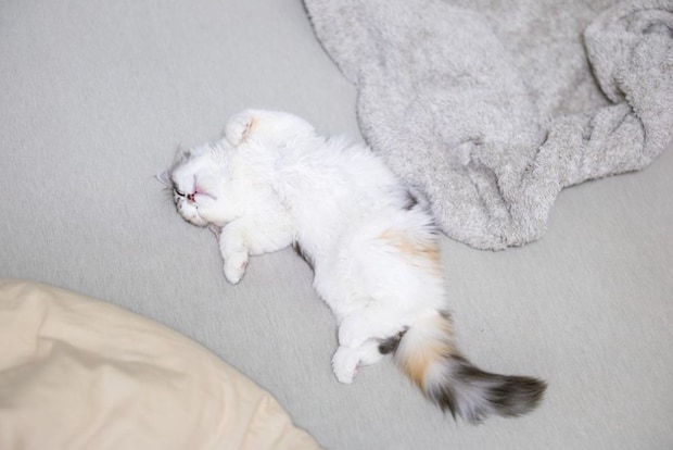 仰向けで寝る子猫