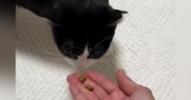 人馴れトレーニング中の猫→『手でおやつをあげようとした』次の瞬間…思わぬ悲劇が80万再生「信頼関係が…泣」「バカやろうー！」