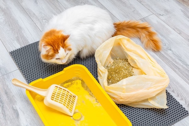 ゴミ袋に入った猫砂を見る猫