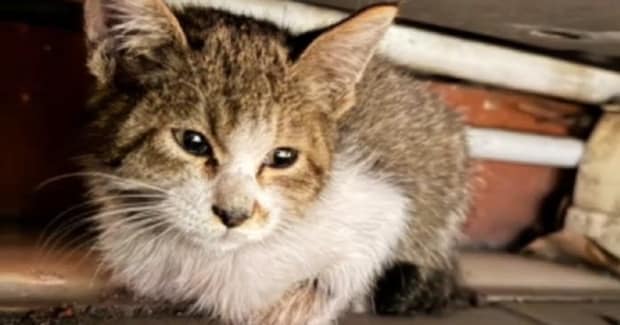 3日間も同じ場所から動かなかった『ボロボロの子猫』→保護されると……涙あふれる変化に「救ってくれてありがとう」「幸せが待ってたね」