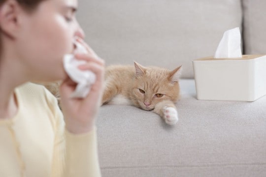 猫が持っている『怖い一面』3選 知っておくべきリスクや注意が必要なこと