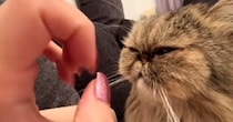 愛猫にデザインを変えた『ネイル』を見せた結果…まさかのリアクションが85万再生「逆に見てない説ｗ」「可愛すぎだろｗ」と爆笑の声