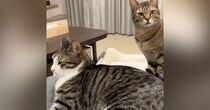 ママの膝の上を兄弟猫に譲った猫→『次の瞬間』…「ツボすぎるｗｗ」まさかの『表情』が78万再生「本意ではなかったかｗ」「優しい世界」