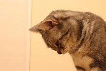 猫にやってはいけない『絶対NGなしつけ方』4つ　かえって逆効果に？適切な方法まで解説