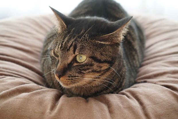 クッションの上に座る猫