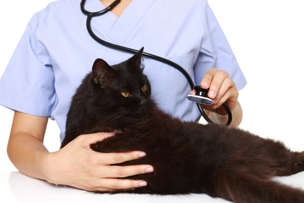 聴診器を当てられる黒猫