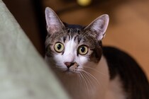 猫が驚いてしまう『飼い主の行動』5選　愛猫からの信用を失う可能性も…？