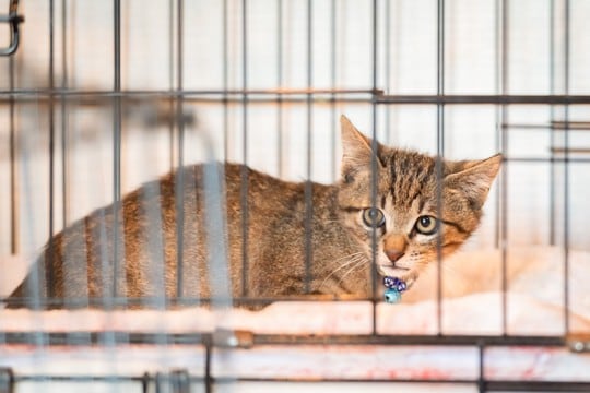 猫の体にカビが生える『皮膚糸状菌症』の症状4つ 人にうつる危険性も?予防策まで解説
