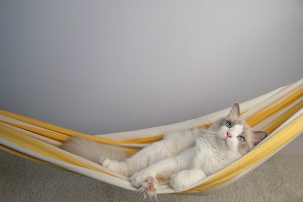 ハンモックに身をゆだねる猫