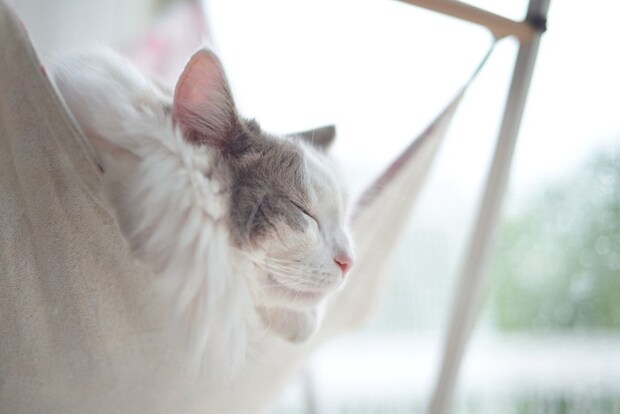 ハンモックでリラックスしている猫