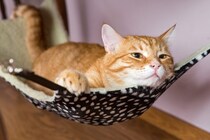 猫が『ハンモック』を好むのはなぜ？種類別のメリットや注意点もご紹介