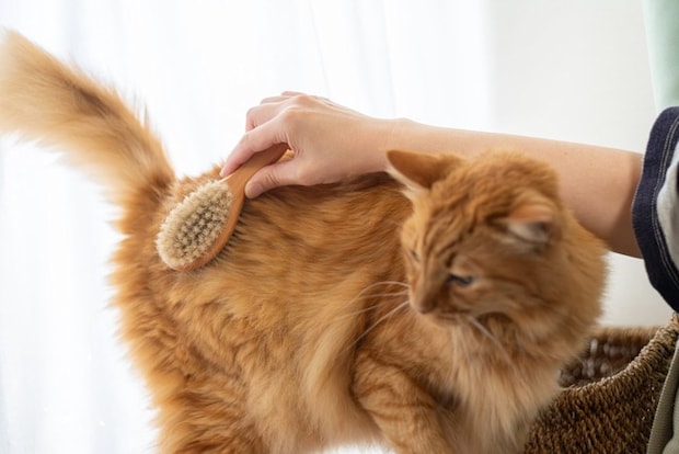 ネコにブラシをかける飼い主