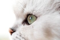 猫の『推定年齢』を判別するポイント4選　体に表れる変化や特徴を解説