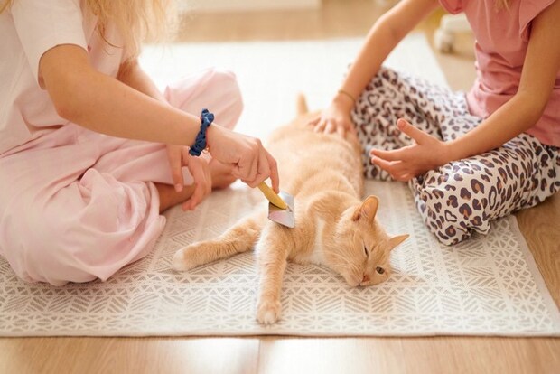 ブラッシングしてもらう猫