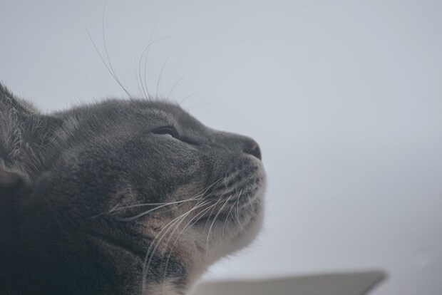 外を見つめる猫