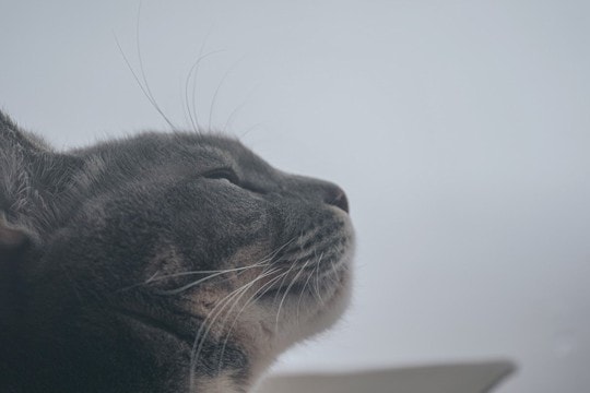 猫が『最期を迎える直前』に飼い主に伝えたいこと5つ　愛猫が贈るあなたへの思いとは