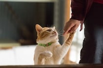 猫が足を噛む6つの理由と対策