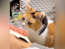 飼い主さんと一緒に寝たい三毛猫→呼んでも来ないと思ったら…破壊力が高すぎる『尊い行動』が10万再生「乙女心にキュン」「奥ゆかしいニャンコ」