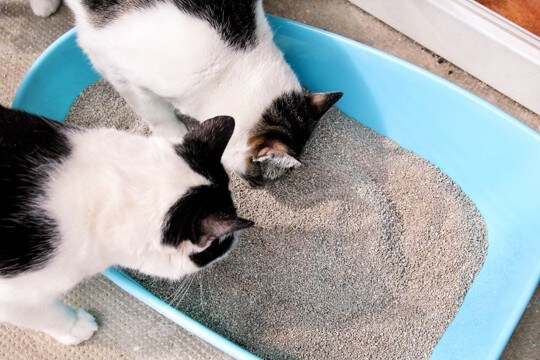 猫がうんざりしてしまう『トイレ環境』5つ 健康トラブルに繋がることも?改善策まで解説