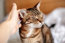 猫の『耳が熱い』ときの原因3つ　体調不良のサイン？取るべき対処法も解説