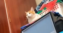 収納ケースの上に乗っていた『猫』→名前を呼んでみたら…まさかの反応に爆笑の声続出「チラ見するなｗｗ」「やれやれ感ｗ」と29万再生