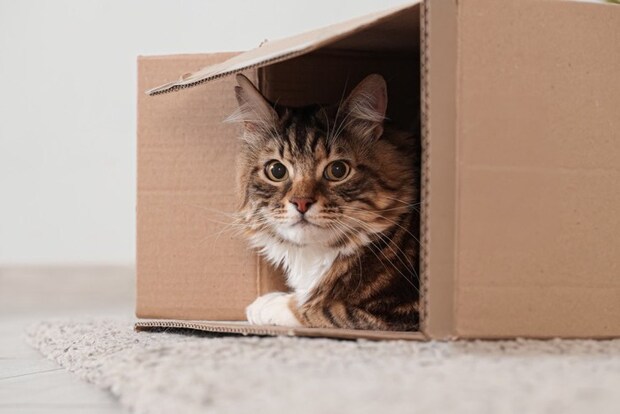 段ボールに隠れる猫