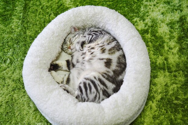 猫ベッドで寝る猫